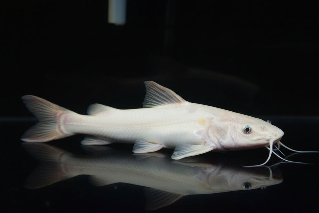 Platinum Red Tail Cat Fish