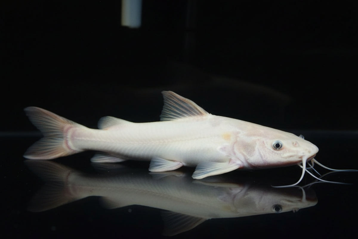 Platinum Red Tail Cat Fish