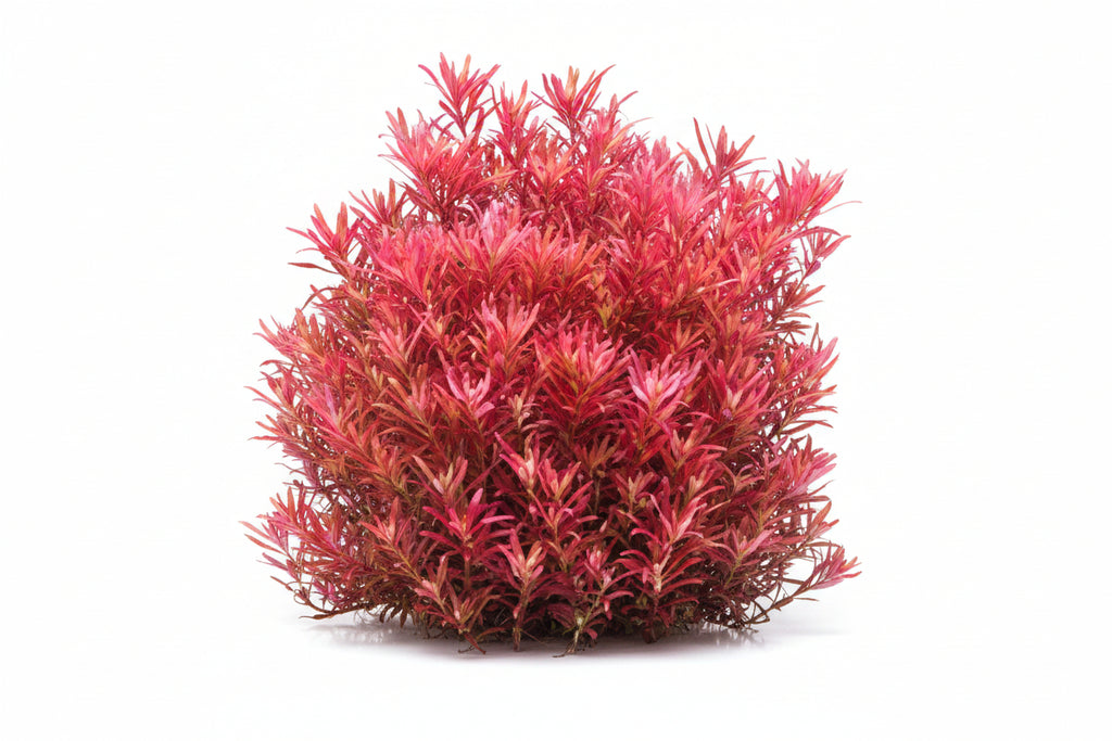 Rotala rotundifolia