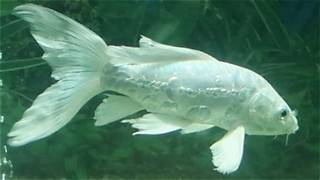 Whale tail milk white koi
