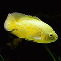 Lemon Oscar