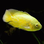 Lemon Oscar