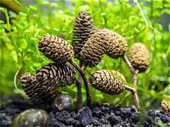 Alder Cones 1.5"+ (25 nos)