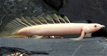 Albino Senegalus eel