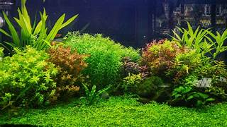 Local Live plant