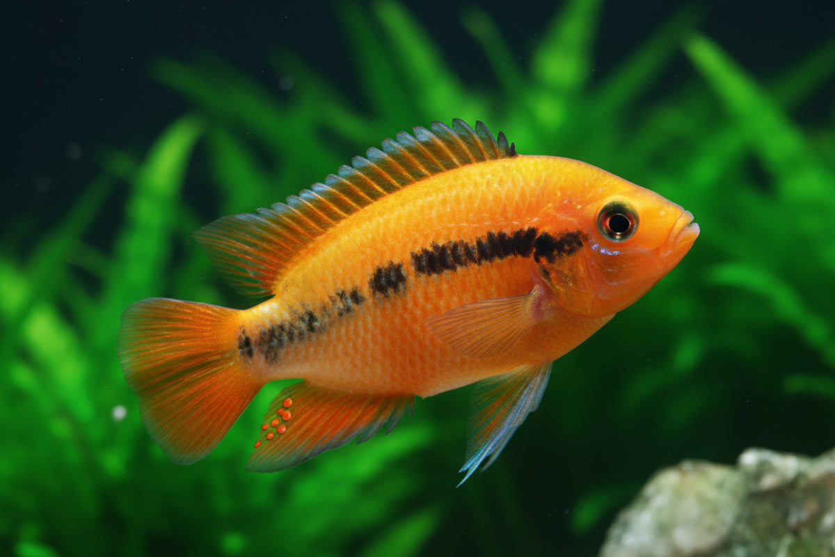 Rainbow Chichlid