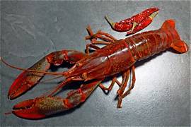 Lobster