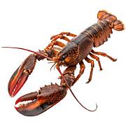 Lobster