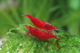 Red Shrimp
