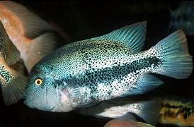 Veija Zonatus