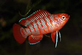 Red Badis