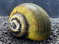 Jumbo apple snail