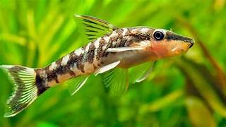 Otocinclus Catfish