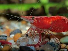 Red Shrimp