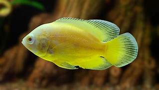Lemon Oscar