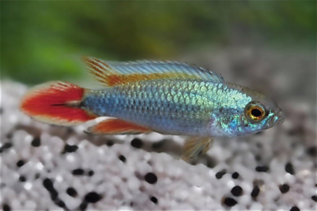 Apistogramma Agazzizi Blue Flame Pair (IMPORT F1)