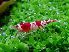 Crystal Red Shrimp