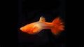 Red Ear Koi pair