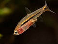 Least rasbora