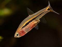 Least rasbora