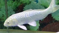 Milky White Koi Fish