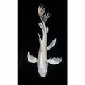 Whale tail milk white koi