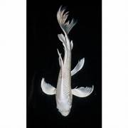 Whale tail milk white koi