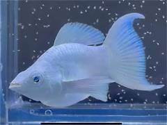 Blue Eyes Veiltail