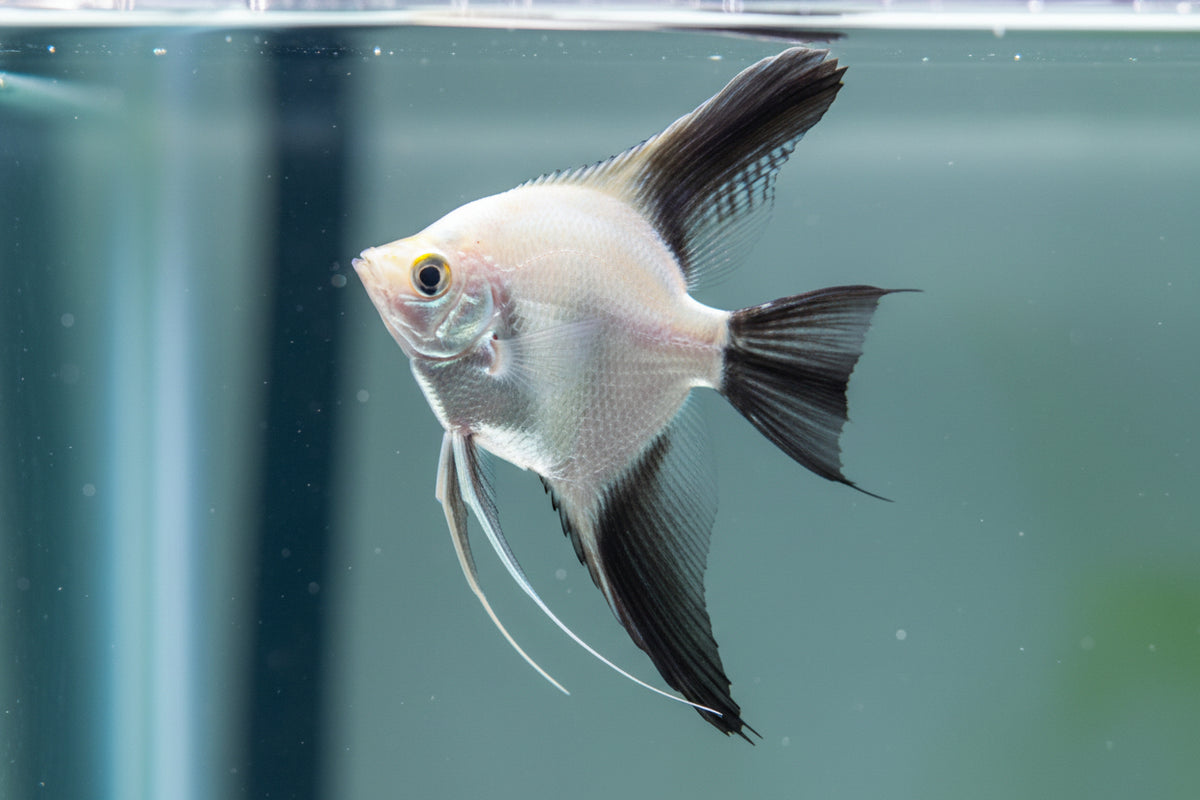 Bulgarian Seal Point Angel Fish