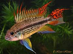 Apisto Double Red cichlids