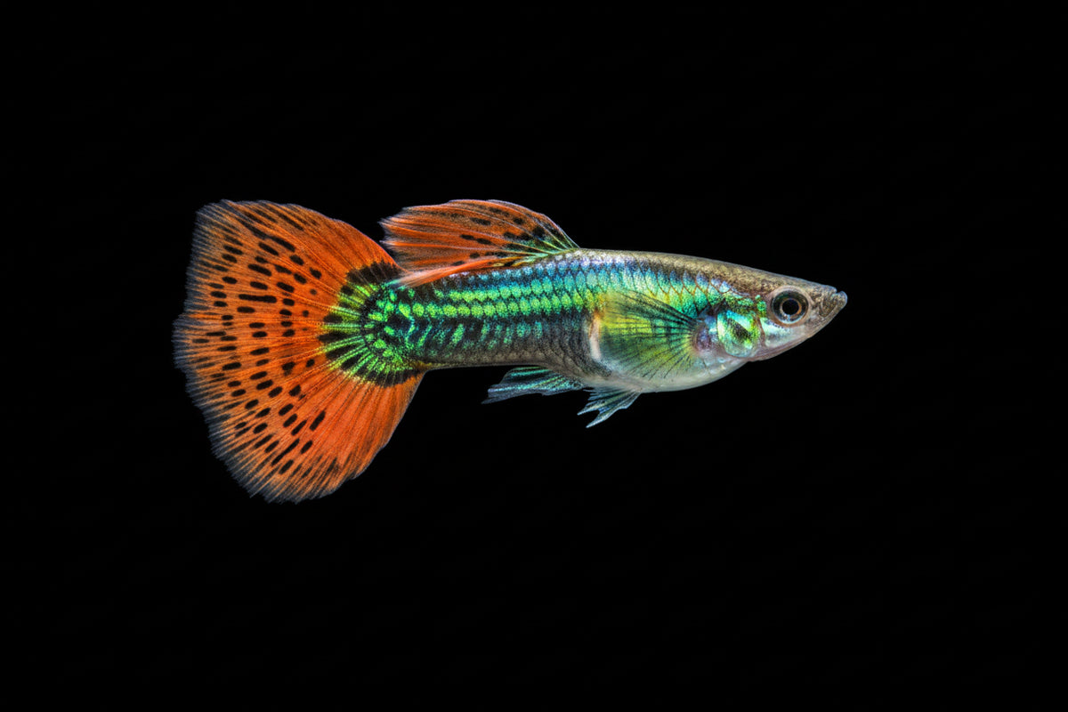 Dark Knight Dragon Guppy Pair