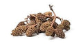 Alder Cones 1.5"+ (25 nos)