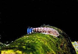 Blue tail zebra loach