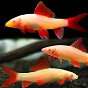 Albino rainbow shark