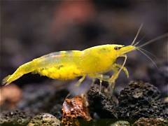 Yellow Shrimp