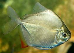 Sliver dollor