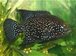 Poleni Cichlid