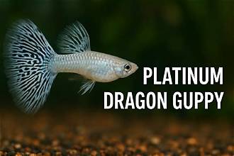 Platinum Dragon Guppy
