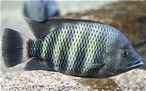 Buttikoferi (zebra tilapia)