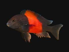 Duboisi red band