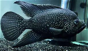 Poleni Cichlid