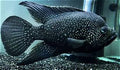 Poleni Cichlid
