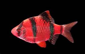 Red Tiger