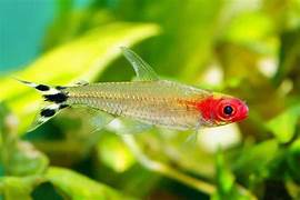 Rummy Nose Tetra