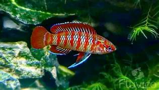 Red Badis