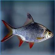 Tinfoil Barb