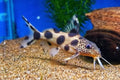 Hybrid Catfish