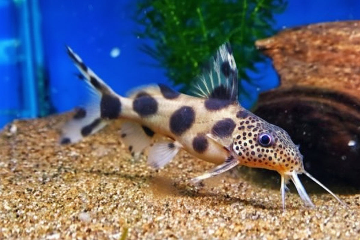 Hybrid Catfish