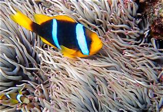 Blue Stripe Clownfish