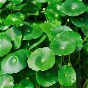 Hydrocotyle vulgaris